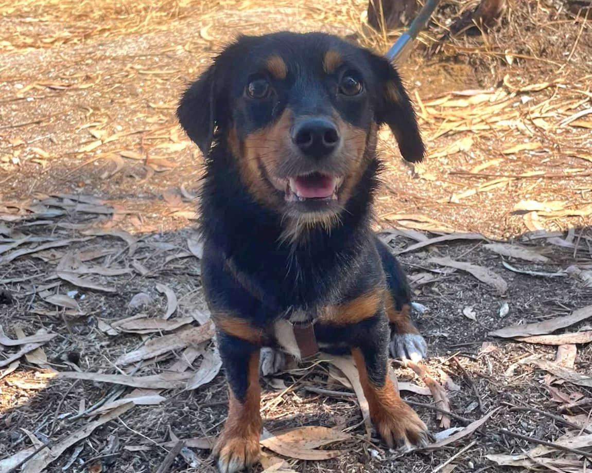 Buffy, female young Mixed Breed for adoption at Tierrettung International e.V.