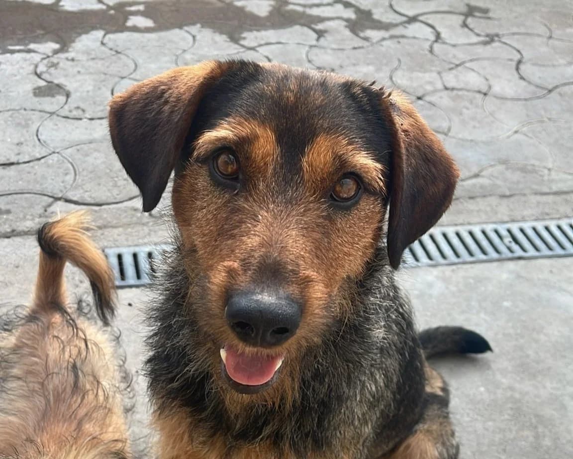 Rexi, male young Mixed Breed for adoption at Tierrettung International e.V.