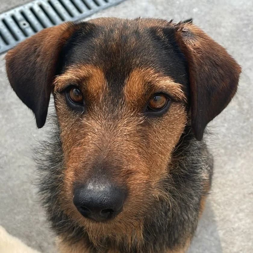 Rexi, male young Mixed Breed for adoption at Tierrettung International e.V.