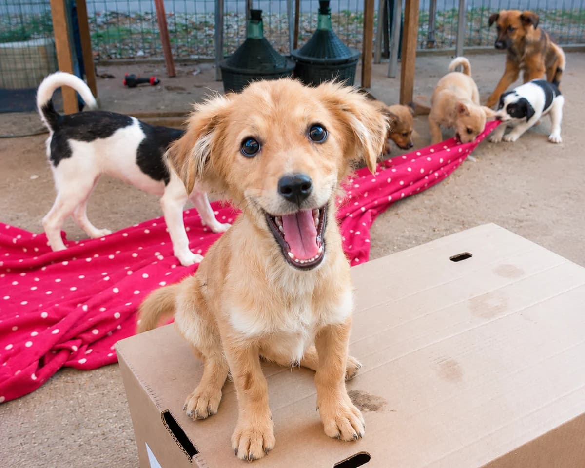 Momo, female puppy Mixed Breed for adoption at Tierrettung International e.V.