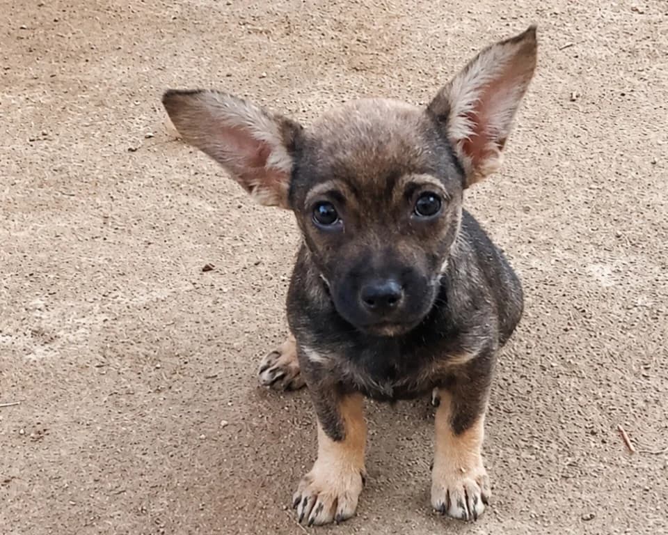 Maia, female puppy Mixed Breed for adoption at Tierrettung International e.V.