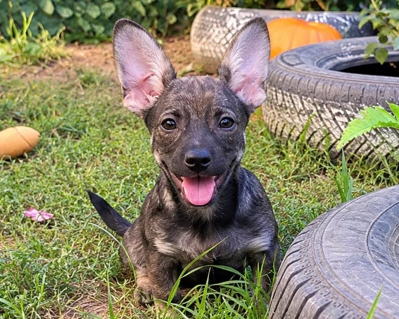 Maia, female puppy Mixed Breed for adoption at Tierrettung International e.V.