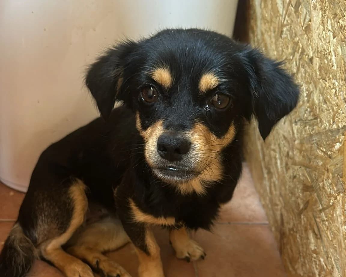 Georgia – PLZ 27367, female young Mixed Breed for adoption at Tierrettung International e.V.