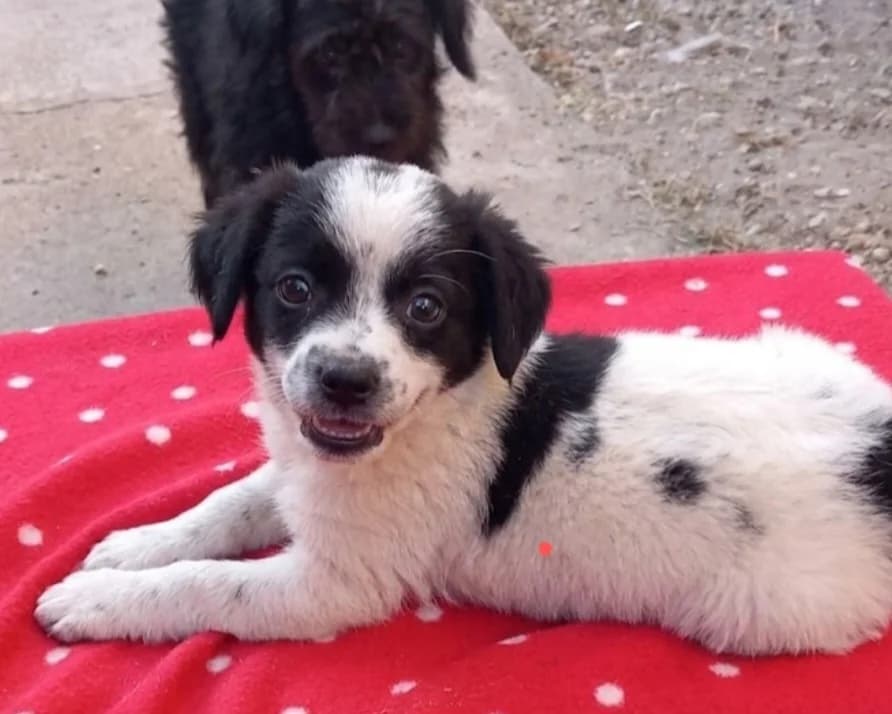 Milo, male puppy Mixed Breed for adoption at Tierrettung International e.V.