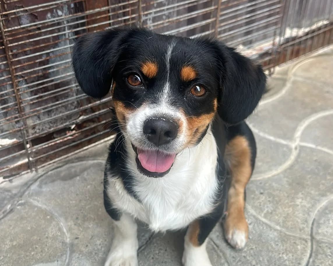Ginger, female young Mixed Breed for adoption at Tierrettung International e.V.