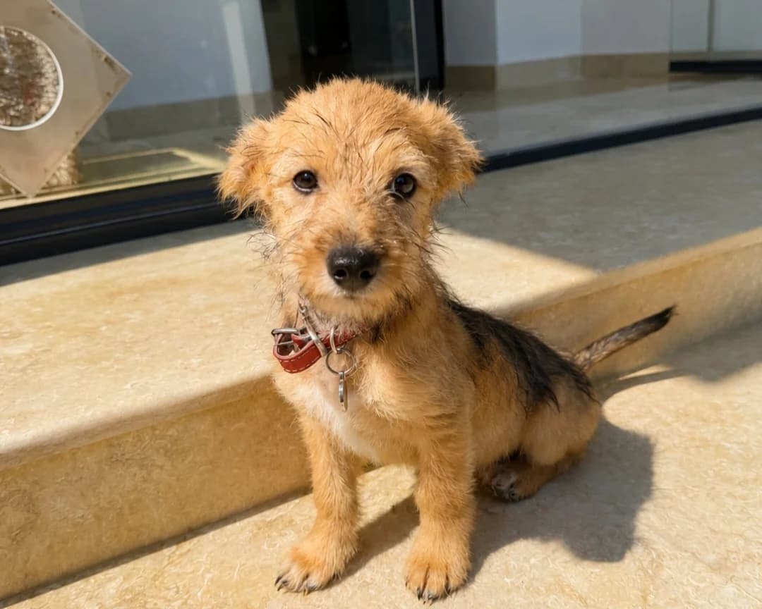 Elly, female puppy Mixed Breed for adoption at Tierrettung International e.V.