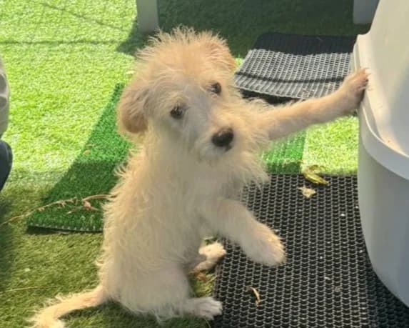 Ethan, male puppy Mixed Breed for adoption at Tierrettung International e.V.