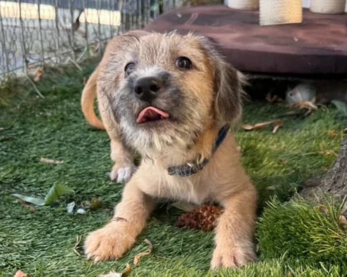 Emon, male puppy Mixed Breed for adoption at Tierrettung International e.V.