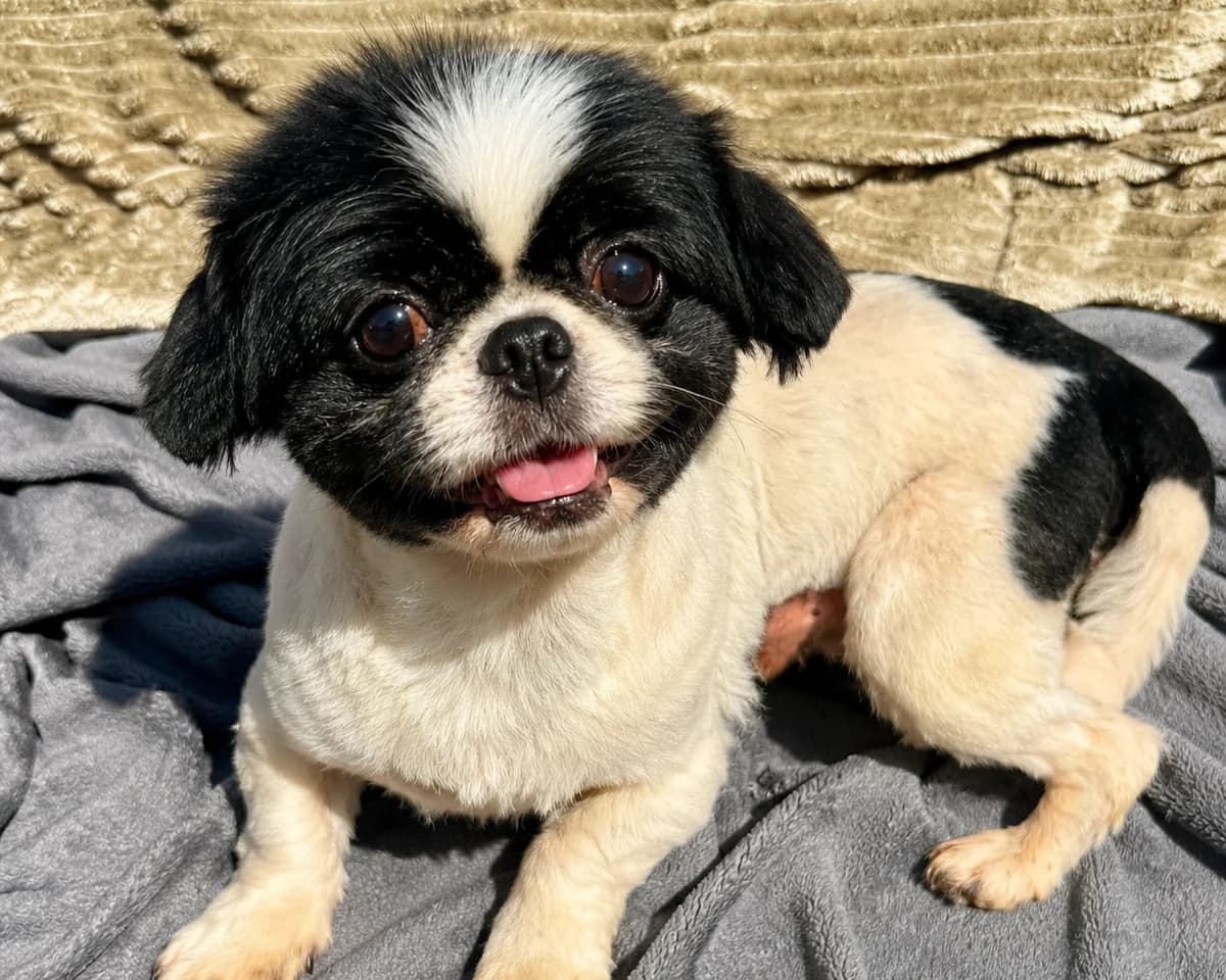 Bifur, male Mixed Breed for adoption at Tierrettung International e.V.