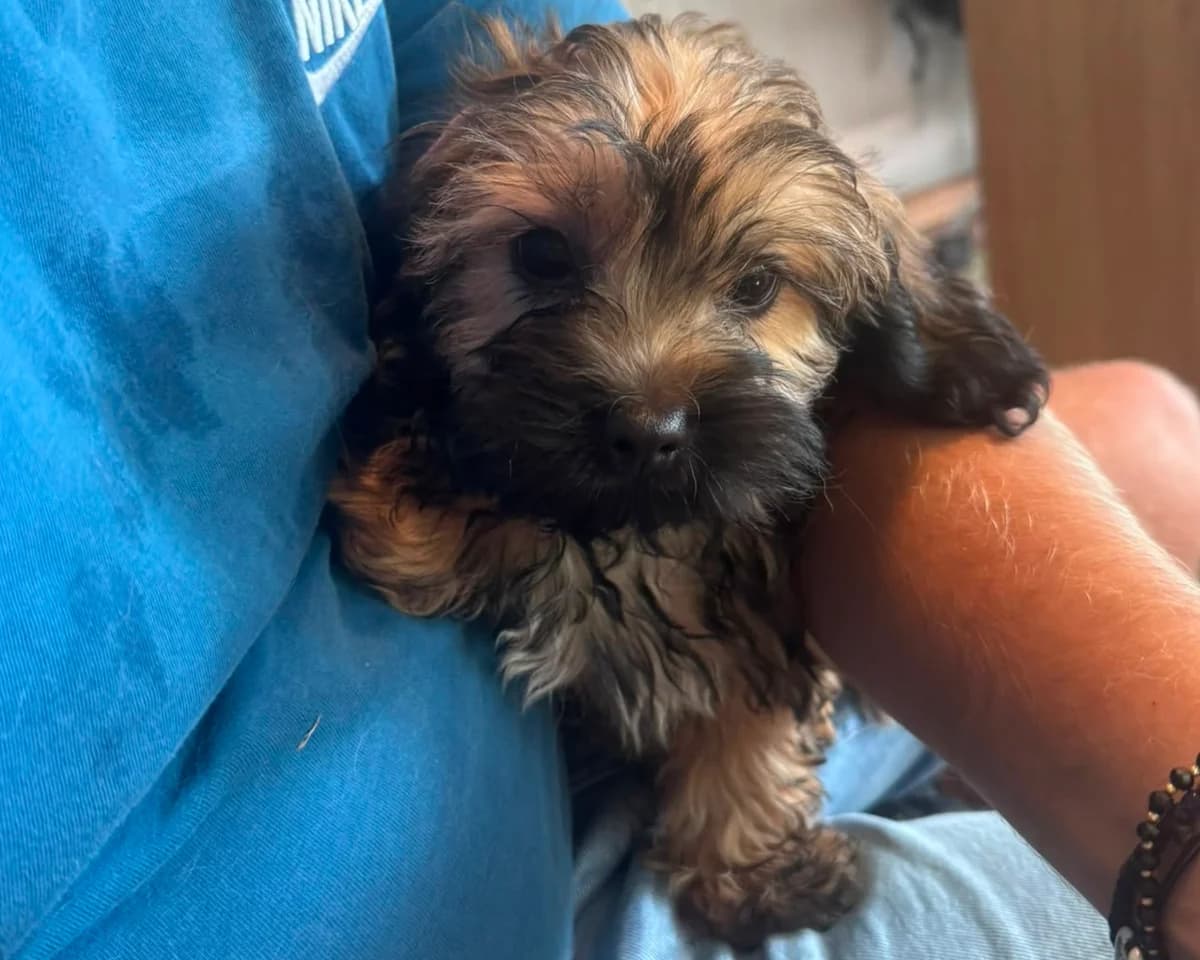 Cupcake – PLZ 51063, female puppy Mixed Breed for adoption at Tierrettung International e.V.