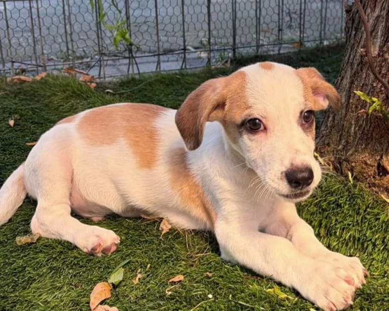 Edy, male puppy Mixed Breed for adoption at Tierrettung International e.V.