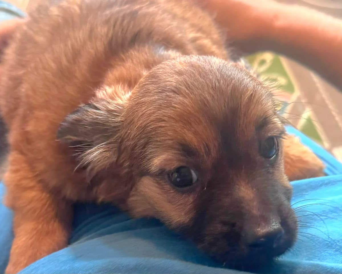 Waffle – PLZ 51469, female puppy Mixed Breed for adoption at Tierrettung International e.V.