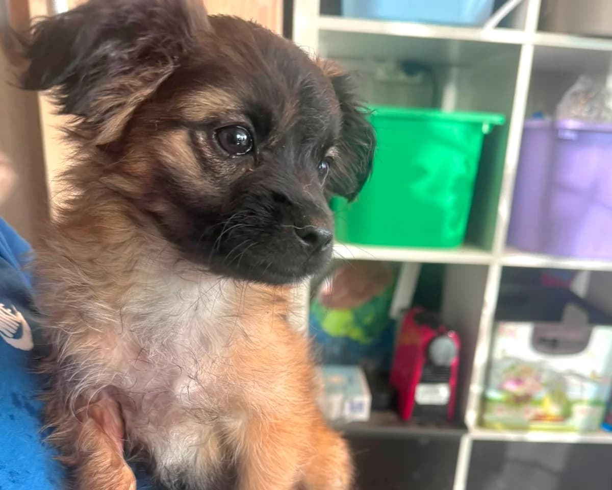 Noodle – PLZ 51469, female puppy Mixed Breed for adoption at Tierrettung International e.V.