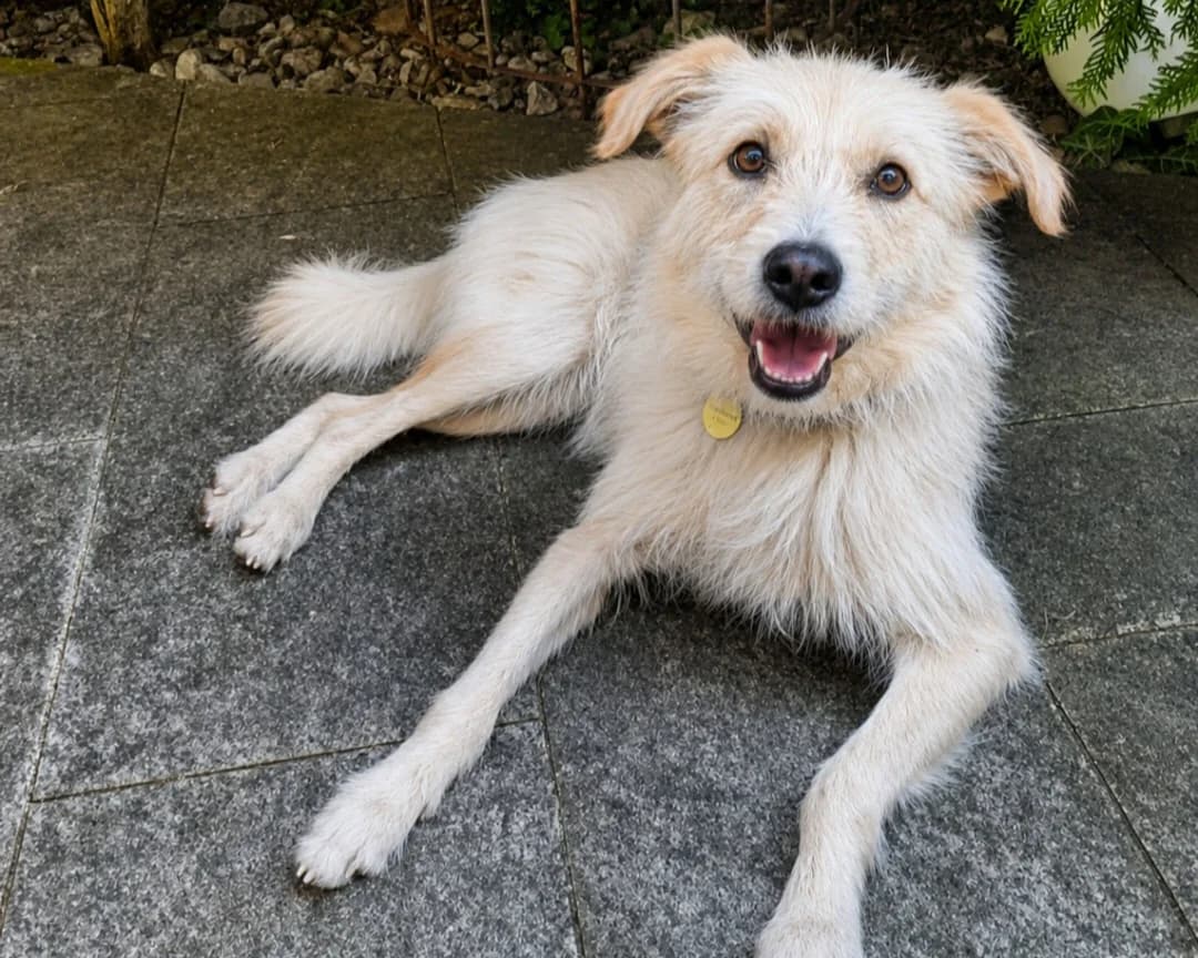 Valerio – PLZ 81243, male young Mixed Breed for adoption at Tierrettung International e.V.