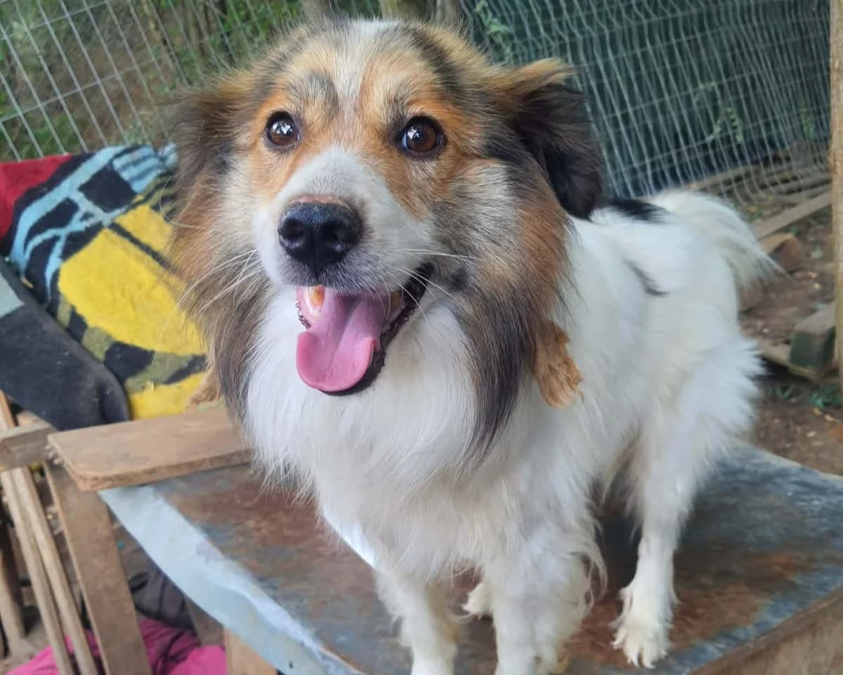 Romeo, male young Mixed Breed for adoption at Tierrettung International e.V.