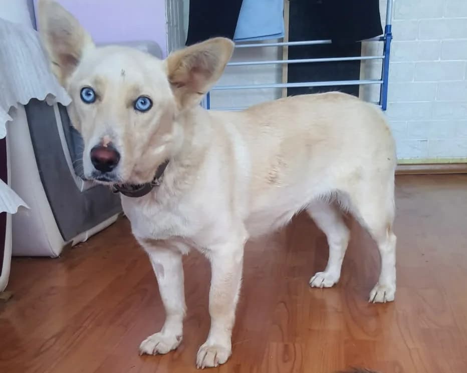 Icy, female young Mixed Breed for adoption at Tierrettung International e.V.