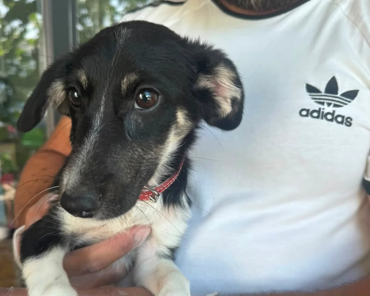 Oreo, female puppy Mixed Breed for adoption at Tierrettung International e.V.