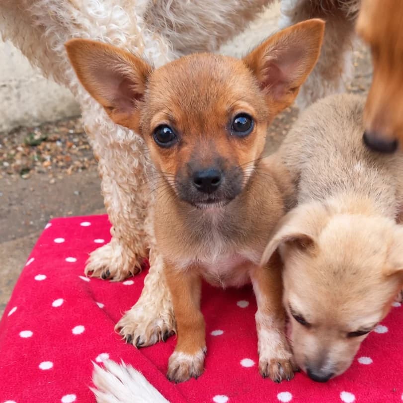 Caya, female puppy Mixed Breed for adoption at Tierrettung International e.V.