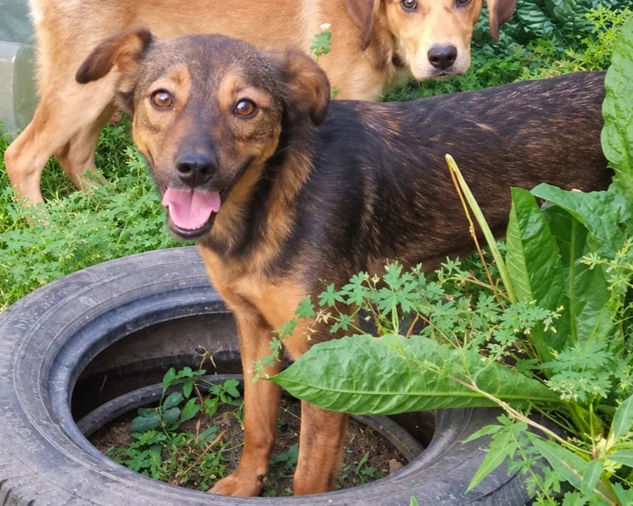 Hazel, female young Mixed Breed for adoption at Tierrettung International e.V.