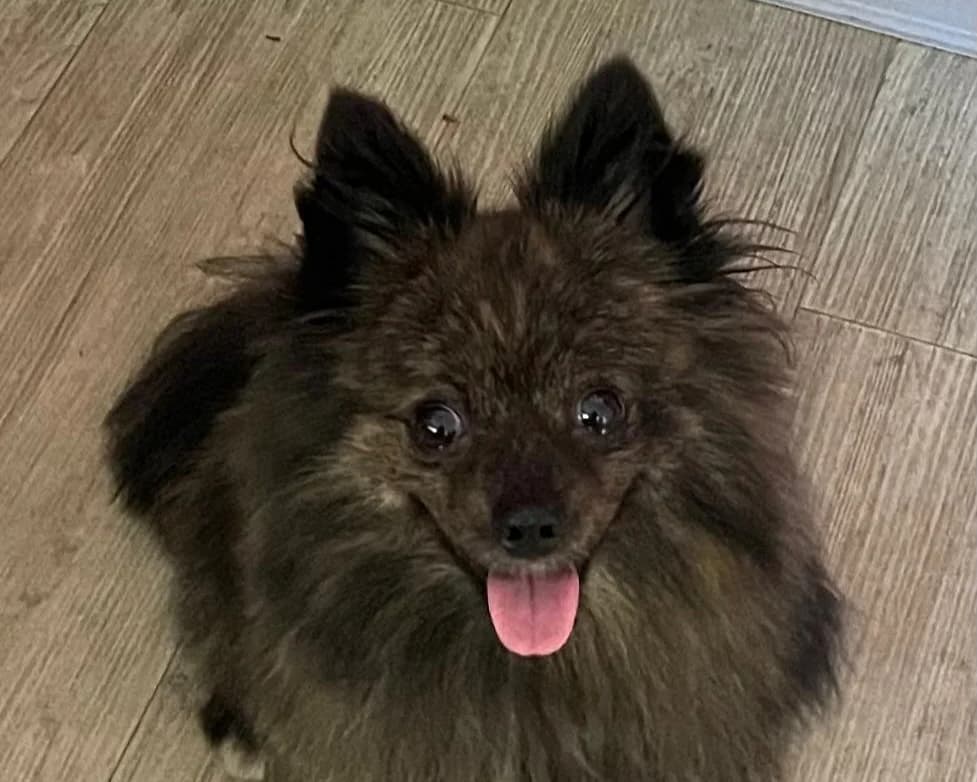 Lea, female 3yo Mixed Breed for adoption at Tierrettung International e.V.