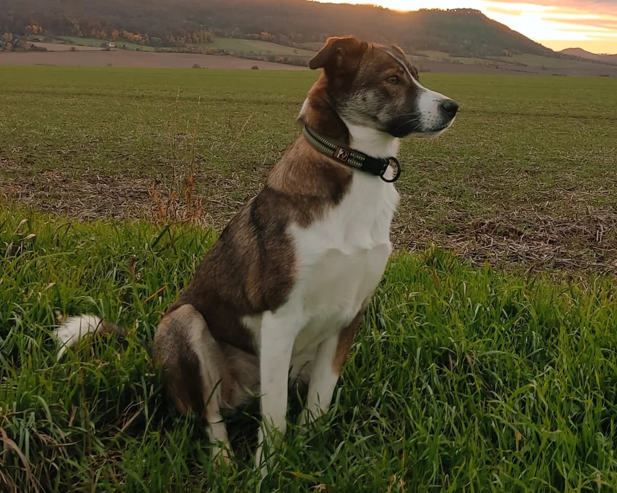 Bella – PLZ 99752, female young Mixed Breed for adoption at Tierrettung International e.V.