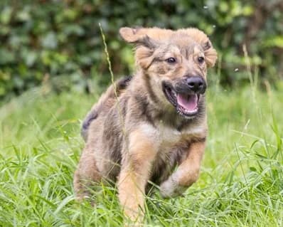 Biene – PLZ 23936, female puppy Mixed Breed for adoption at Tierrettung International e.V.