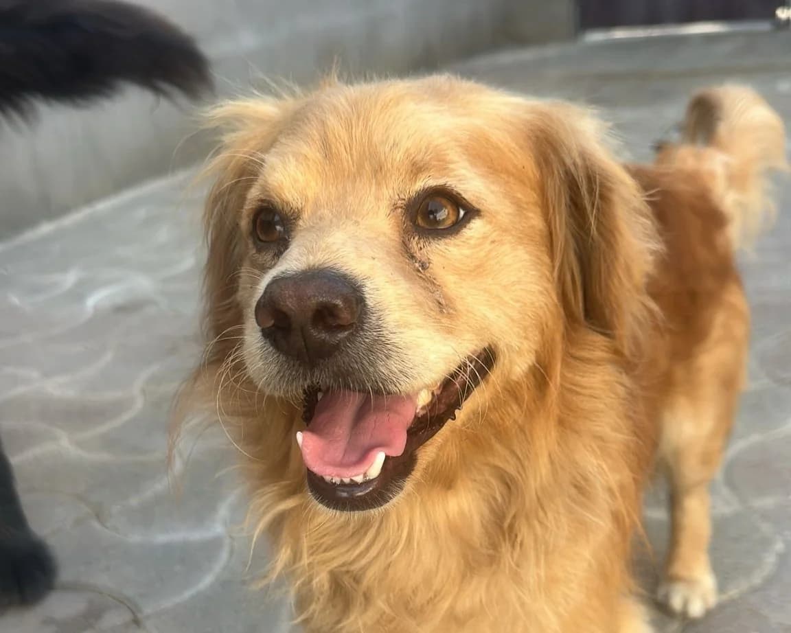 Bernie, male 7yo Mixed Breed for adoption at Tierrettung International e.V.
