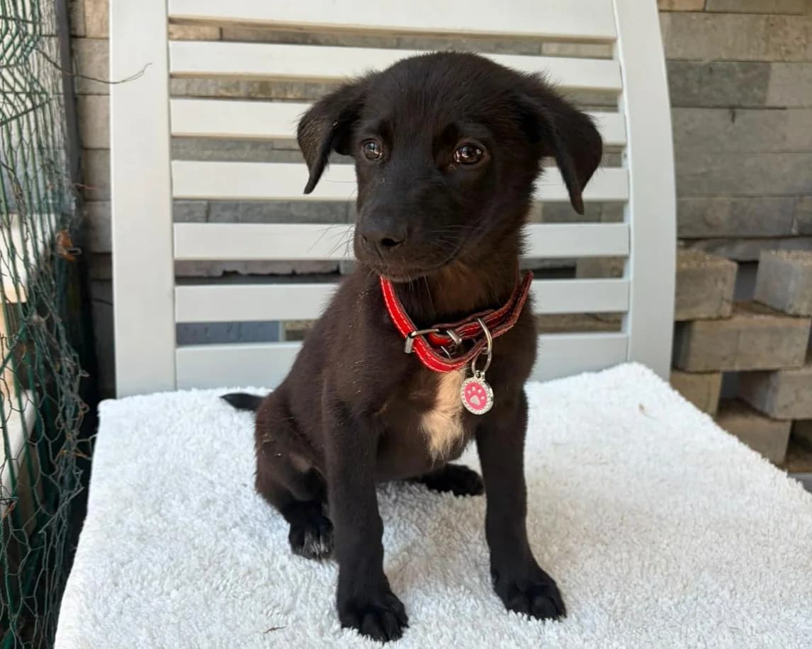 Suri, female puppy Mixed Breed for adoption at Tierrettung International e.V.