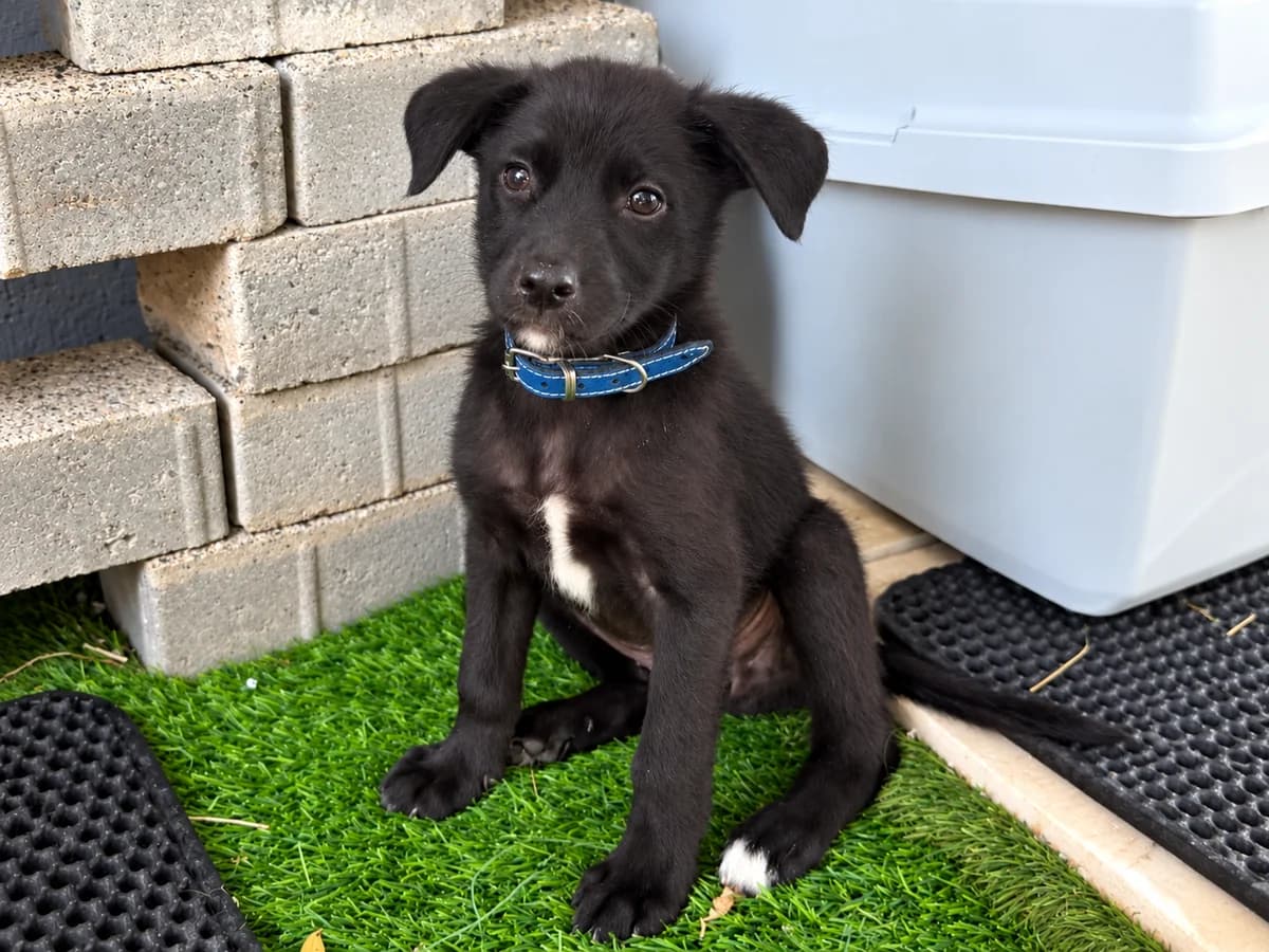 Simo, female puppy Mixed Breed for adoption at Tierrettung International e.V.