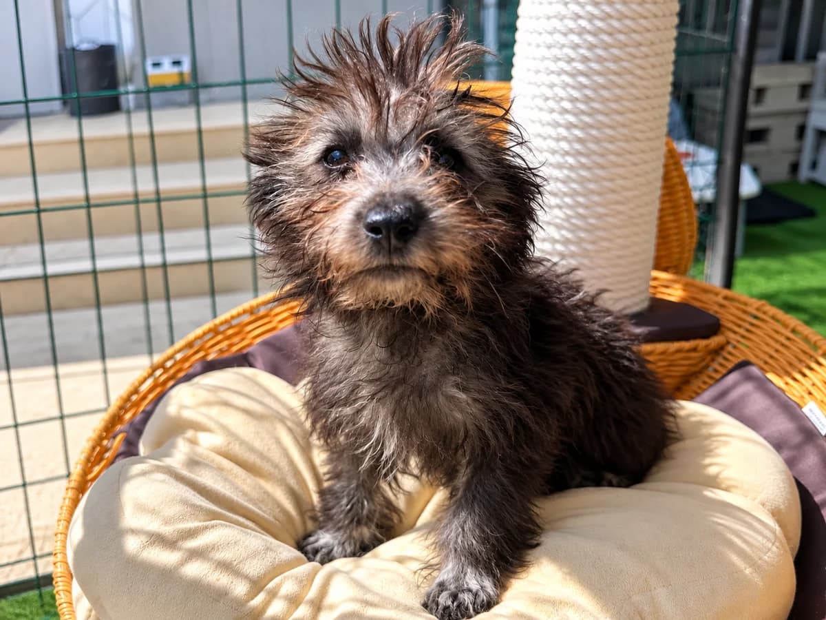 Bisha, female puppy Mixed Breed for adoption at Tierrettung International e.V.