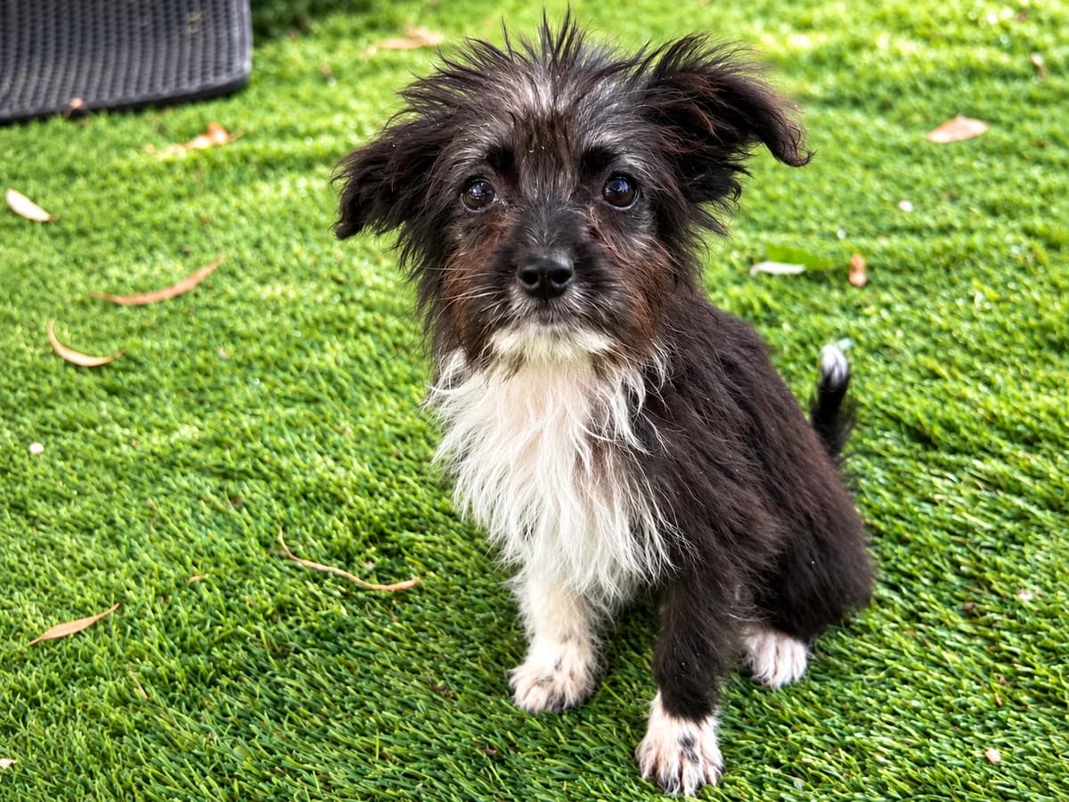 Bobo, male puppy Mixed Breed for adoption at Tierrettung International e.V.