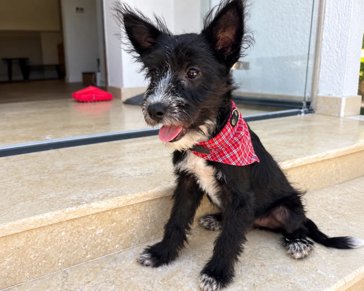 Sora, female puppy Mixed Breed for adoption at Tierrettung International e.V.