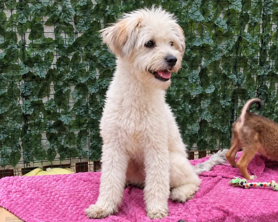 Oli, male young Mixed Breed for adoption at Tierrettung International e.V.