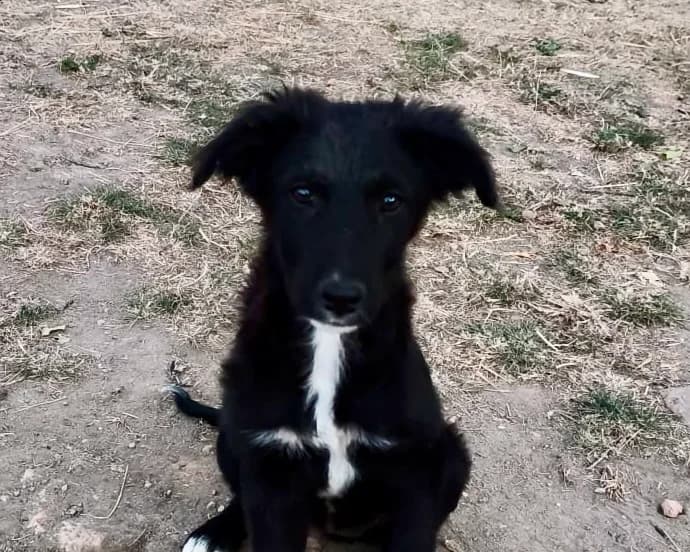 Karla, female puppy Mixed Breed for adoption at Tierrettung International e.V.
