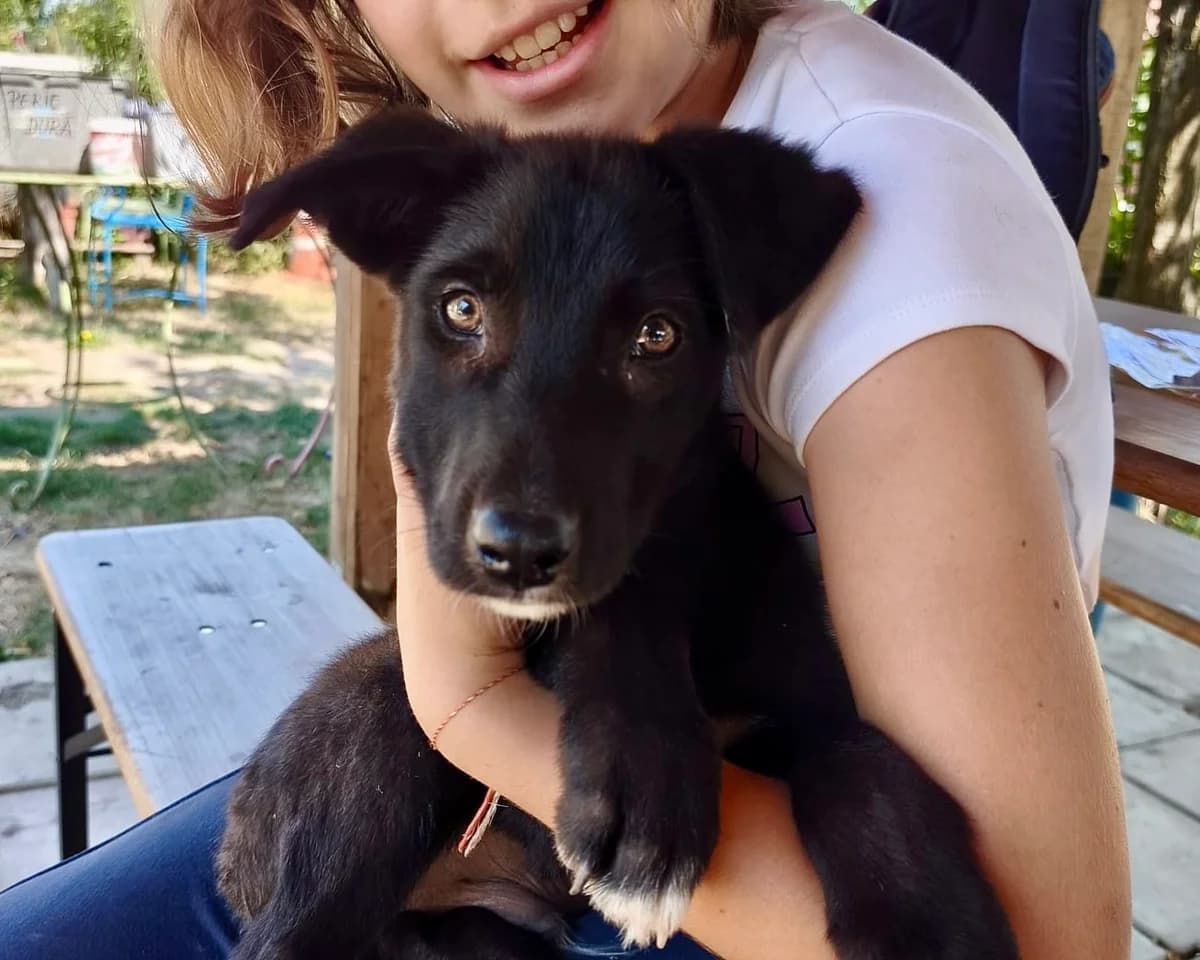 Karlos, male puppy Mixed Breed for adoption at Tierrettung International e.V.