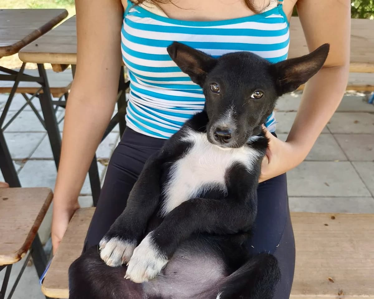 Kato, male puppy Mixed Breed for adoption at Tierrettung International e.V.