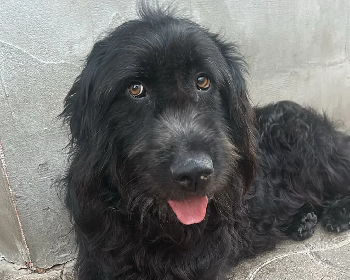 Hero, male young Mixed Breed for adoption at Tierrettung International e.V.