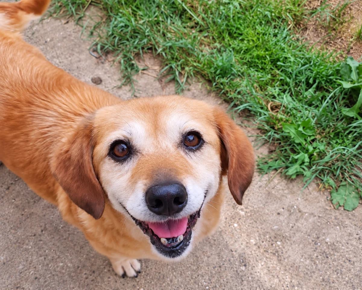 Kalea, female senior Mixed Breed for adoption at Tierrettung International e.V.