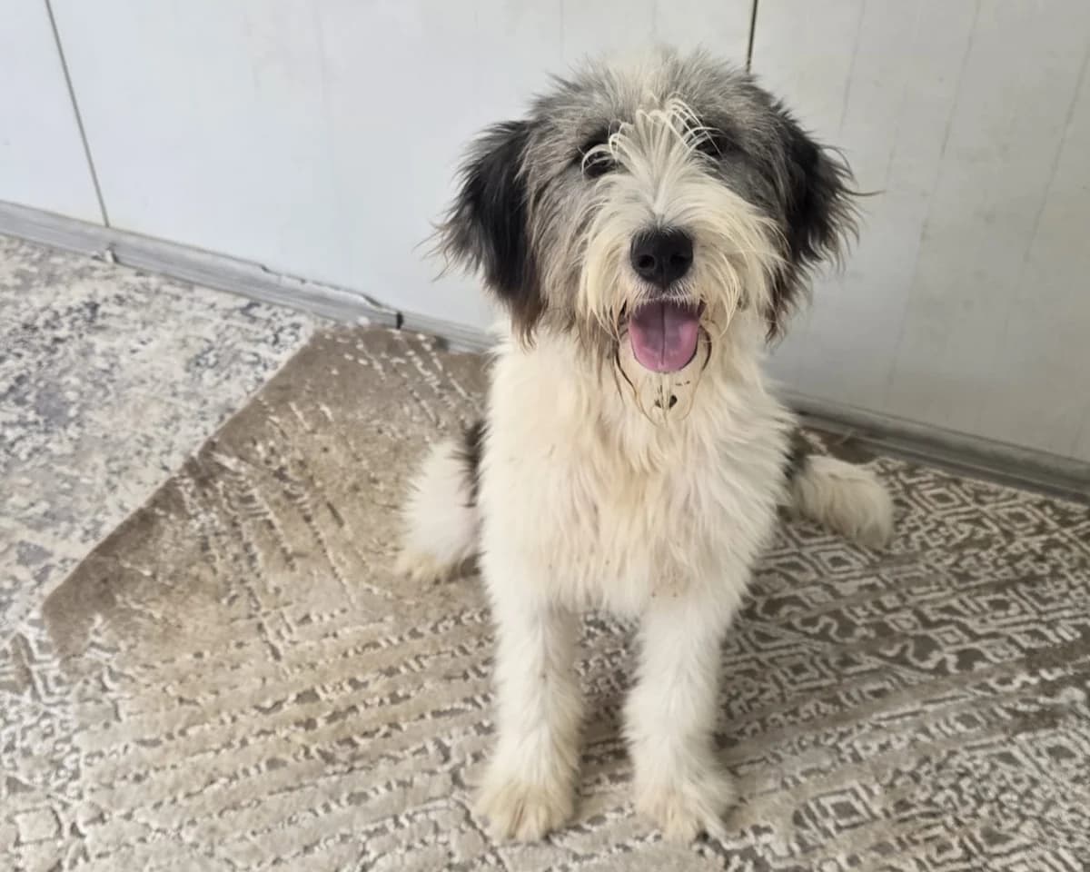 Sibilla, female young Mixed Breed for adoption at Tierrettung International e.V.