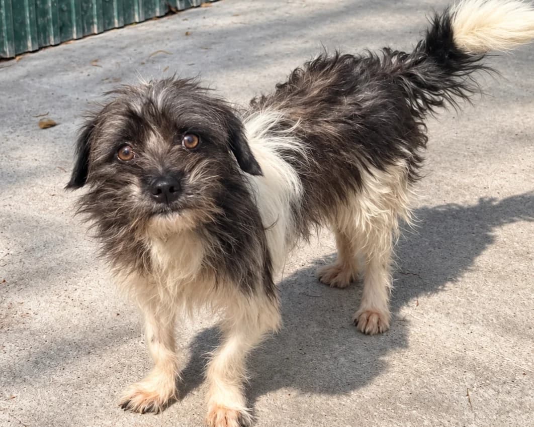 Bento, male young Mixed Breed for adoption at Tierrettung International e.V.