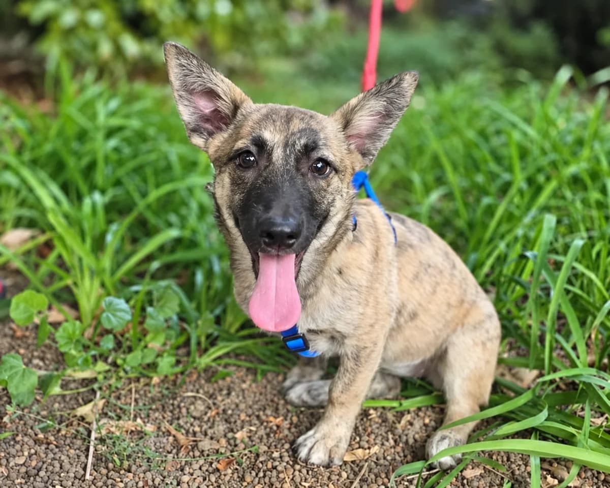 Zamba, female puppy Mixed Breed for adoption at Tierrettung International e.V.