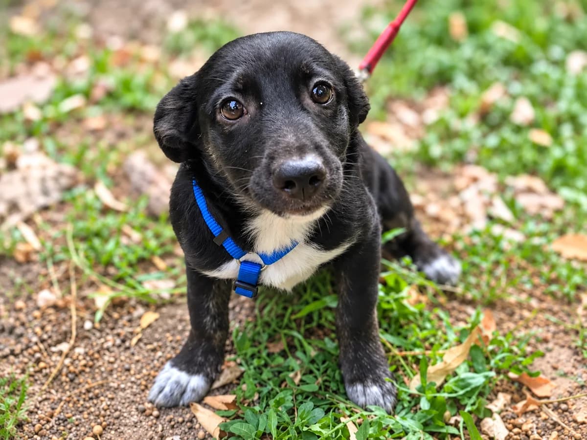 Zeno, male puppy Mixed Breed for adoption at Tierrettung International e.V.