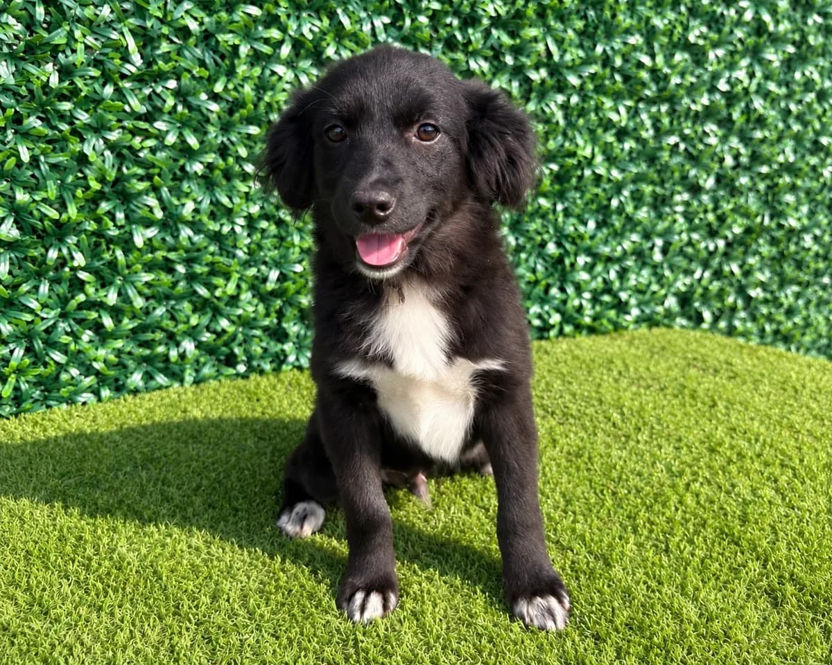 Moca, male puppy Mixed Breed for adoption at Tierrettung International e.V.