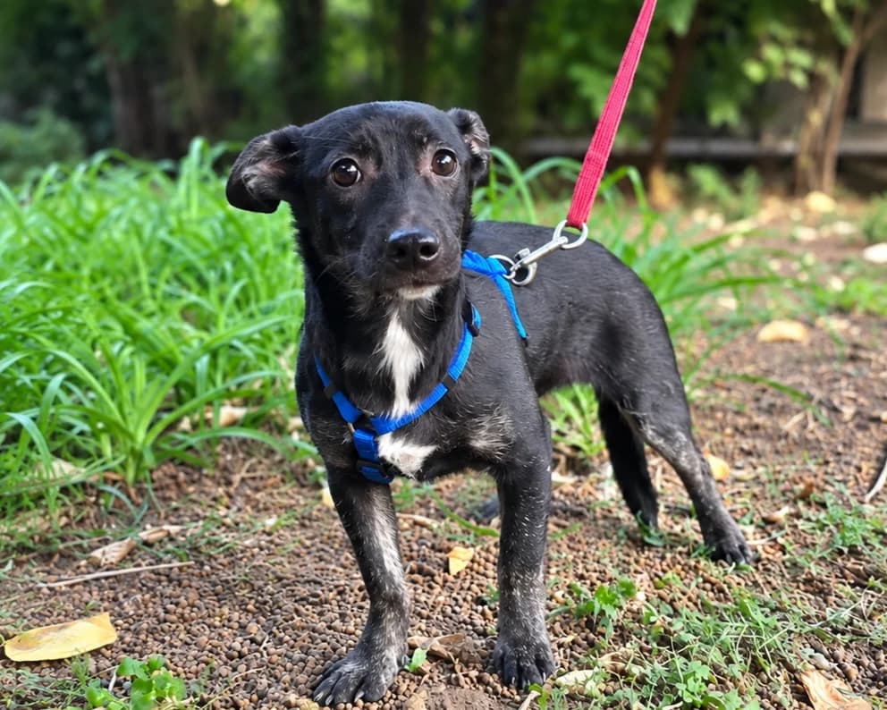 Zera, female puppy Mixed Breed for adoption at Tierrettung International e.V.