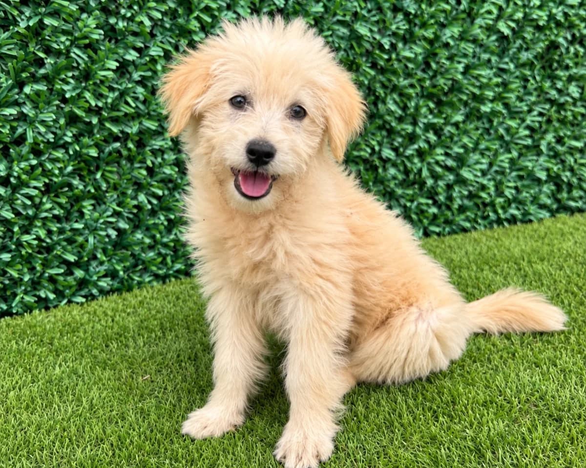 Pufy, female puppy Mixed Breed for adoption at Tierrettung International e.V.