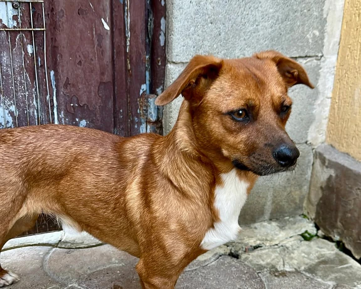 Stromer, male young Mixed Breed for adoption at Tierrettung International e.V.