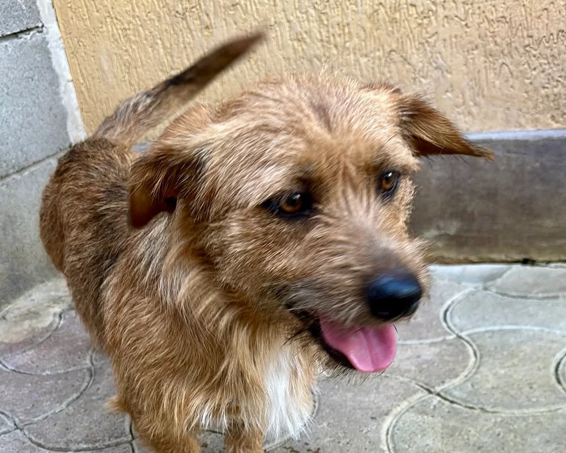 Struppi, male young Mixed Breed for adoption at Tierrettung International e.V.