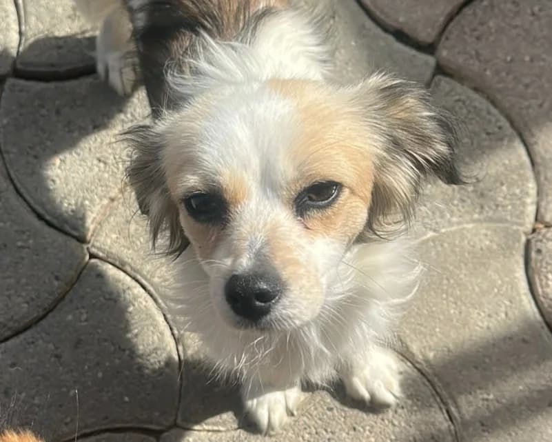 Jody – PLZ 51469, female young Mixed Breed for adoption at Tierrettung International e.V.