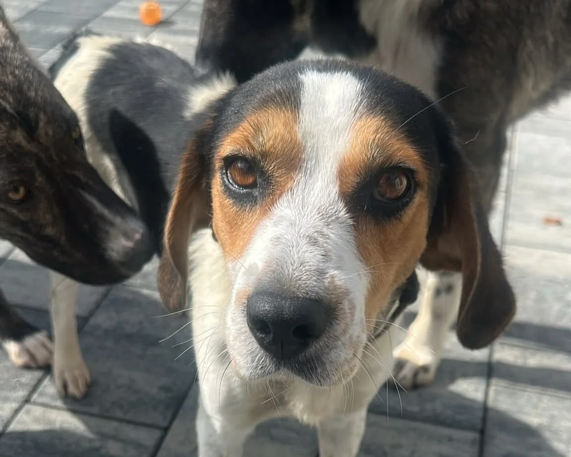 Pauline, female 3yo Mixed Breed for adoption at Tierrettung International e.V.