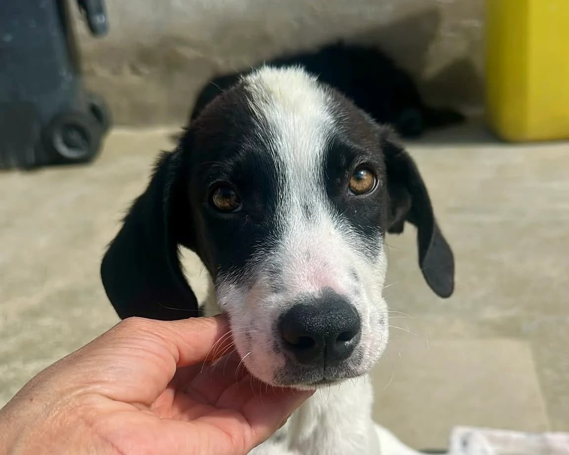 Capper, male puppy Mixed Breed for adoption at Tierrettung International e.V.